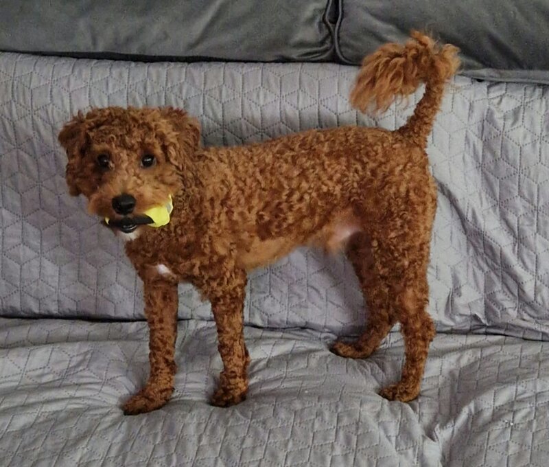 Pui Cavapoo
