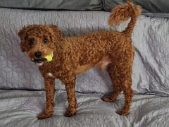Pui Cavapoo
