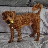 Pui Cavapoo